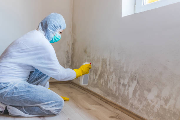 Licensed Mold Testing service in New Hill, NC - WQB Mold Removal